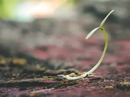 Seed Fund